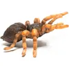 INSEKTEN: Mexican Redknee Tarantula 8 X 8,7 CM Produktbild-Vorschau 3