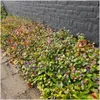 Plants by Frank | 48 Plantes de plumbago | Ceratostigma Voir les images du produit 3
