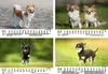 Hundezauber Chihuahua DIN A5 Kalender für 2026 Welpen und Produktbild-Vorschau 2