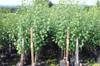 Katinka(S) Scharkatolerant, Zwetsche, Buschbaum Größe ca. Produktbild-Vorschau 2