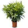 A potted white oleander plant with green leaves. Náhľad obrázku produktu