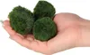 Eco Plant Marimo Ball Moss - gałęzatka 4 - 5cm Eco Plant Podgląd zdjęcia produktu 8