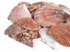 Aquarium Deko, Dekorationsmuscheln Aquarium 100 g, Bunt Mix Produktbild-Vorschau 6
