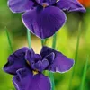 3er Set - Iris Kaempferi - Japanische Sumpf-Schwertlilie - Produktbild-Vorschau 3