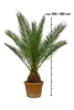 Palme Phoenix Canariensis HÖHE ca. 180 cm Winterhart bis Produktbild-Vorschau 2