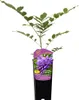 Glicynia (Wisteria) chińska Amethyst 2L Podgląd zdjęcia produktu 2