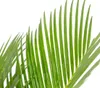 Dehner Sagopalmfarn, Cycas revoluta, Urpflanze, 55-60 cm, Ø Produktbild-Vorschau 2