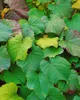 Vitis vinifera coignetiae, Zierwein, 60–100 cm Produktbild-Vorschau 7