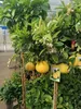 A potted grapefruit tree with several fruits and white flowers, displayed in what appears to be a nursery or garden center. Náhled obrázku produktu