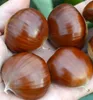 Esskastanienbaum 'BOUCHE DE BETIZAC´ 120-140 cm, Cont. 6 l Produktbild-Vorschau 4