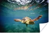 MuchoWow® Poster Schildkröte - Wasser - Blau 60x40 cm - Produktbild-Vorschau 1