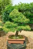 Pinus sylvestris, Waldkiefer, 40–60 cm Produktbild-Vorschau 13