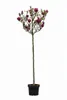 Magnolia soulangiana Genie – Rote Tulpen-Magnolie, Produktbild-Vorschau 1
