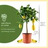 Meine Orangerie Amalfi Zitronenbaum Mezzo - echte Produktbild-Vorschau 8