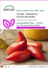 SAFLAX - Tomate - Andenhorn / Cornue des Andes - Produktbild-Vorschau 1