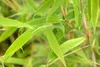 Fargesia murieliae 'Simba', Bambus, 60–80 cm, winterhart Produktbild-Vorschau 3