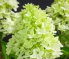 Dehner Rispen-Hortensie Limelight, weiße Blüten, ca. 30-40 Produktbild-Vorschau 1