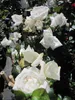 Kletterrose White New Dawn® - Rosa - weiß-zartrosa - Duft++ Produktbild-Vorschau 3