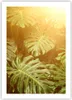 Poster - Poster ohne Rahmen - Blätter Monstera Licht - Produktbild-Vorschau 1