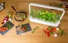 Click & Grow Smart Garden 9, met LED-verlichting, 9 lampen Productafbeelding-voorbeeld 6