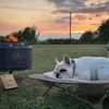 A white French bulldog sleeps on a raised pet bed next to a fire pit at sunset. Produktbild-Vorschau