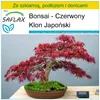 SAFLAX - Zestaw do uprawy - Bonsai - Czerwony Klon Japoński Podgląd zdjęcia produktu 6