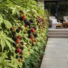 GreenboutiQ - Obstpflanzen - Immergrüne Brombeere - Rubus Produktbild-Vorschau 6