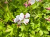 Stauden Gänge 3 x Geranium macrorrhizum 'Spessart' - weißer Produktbild-Vorschau 7