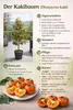 Diospyros kaki Vaniglia 160–200 cm – vanilkový kaki strom, Náhľad obrázku produktu 2