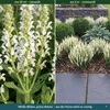 Stauden Gänge 10 x Salvia nemorosa 'Sensation White®' im 1 Produktbild-Vorschau 3