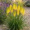 Stauden Gänge 1 x Kniphofia 'Lemon Popsicle' - Gelbe Produktbild-Vorschau 2