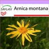 SAFLAX - Pravá Arnika - Arnica montana - 40 Semena Náhled obrázku produktu 5