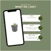 Plants by Frank | 60 Filziges Hornkraut Pflanzen | Produktbild-Vorschau 5