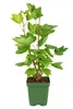 Rote Johannisbeere Jonkheer van Tets 30–35 cm – Ribes Produktbild-Vorschau 4