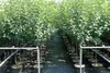 Cox Orange Renette Apfel Apfelbaum Obstbaum kleinbleibend Produktbild-Vorschau 2