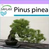 SAFLAX - Středomořská borovice - Pinus pinea - 6 Semena Náhled obrázku produktu 5