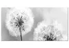 Wandbild Mega XXXL Pusteblume 250x125 cm Einteiliger Produktbild-Vorschau 7