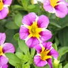 Zauberglöckchen : Mini-pétunias retombantes Calibrachoa, Voir les images du produit 3