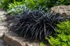 Schwarzer Schlangenbart Ophiopogon planiscapus 'Niger' – Produktbild-Vorschau 1
