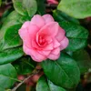 A close-up of a pink camellia flower surrounded by green leaves. Produktbild-Vorschau