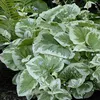 Stauden Gänge 3 x Brunnera macrophylla 'Variegata‘ - Produktbild-Vorschau 7