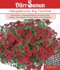 Dürr-Samen - Petunien Big Time Red einjährig 100 cm - Produktbild-Vorschau 1