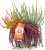 BALDUR Garten 1x Calluna Knospenheide 'Burning Up Down Produktbild-Vorschau 1