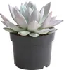 Dehner Echeverie Mexican Giant, Echeveria-Hybride, 15-25 cm Produktbild-Vorschau 1