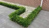 Stauden Gänge 10 x Ilex crenata 'Green Hedge' - Japanische Produktbild-Vorschau 3