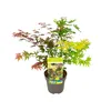Bloomique - Acer Palmatum 'Festival' - Japanischer Ahorn - Produktbild-Vorschau 1