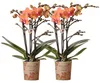 Kolibri Orchids | zestaw 2 pomaranczowych storczyków Podgląd zdjęcia produktu 1