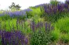 Stauden Gänge 3 x Salvia sylvestris 'Mainacht' im 1 Liter Produktbild-Vorschau 3