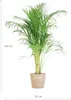 Areca Palme Dypsis Goldfruchtpalme 100cm Ø21cm mit Seegras Produktbild-Vorschau 2
