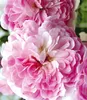 BALDUR Garten 2x Rambler-Rosen 'Paul's Himalayan Musk Produktbild-Vorschau 2